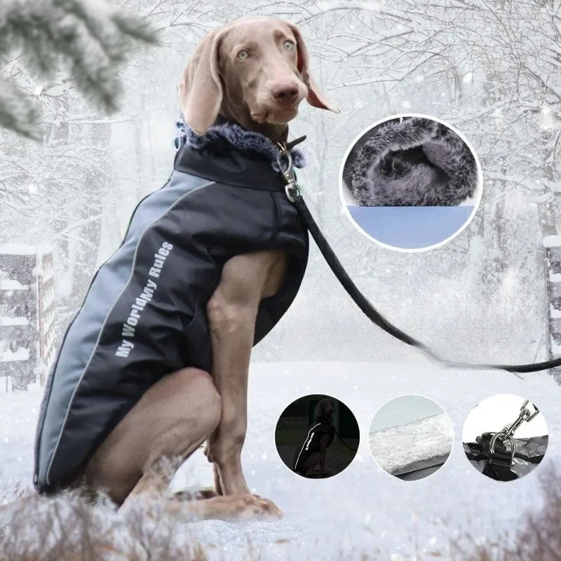 Pet Supplies